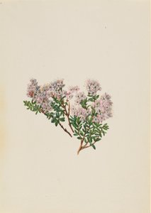 Sandmyrten Leiophyllum lyoni, ca. 1930-talet. av Mary Vaux Walcott