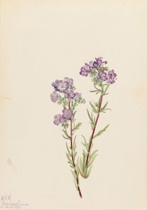 Sandfacelia (Phacelia linearis) av Mary Vaux Walcott