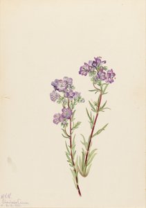 Sand Phacelia Phacelia linearis, 1923. av Mary Vaux Walcott