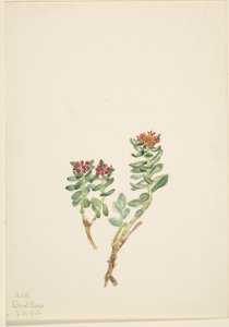 Sanifoiga adscendeus av Mary Vaux Walcott