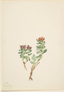 Sanifoiga stigande, 1920. av Mary Vaux Walcott