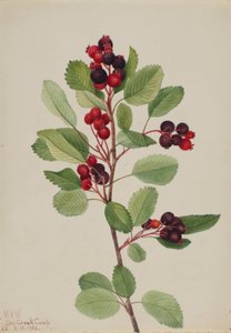 Saskatoon (Amelanchier alnifolia) av Mary Vaux Walcott