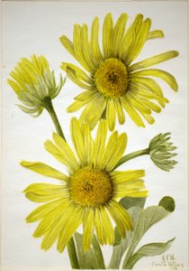 Satinbladig gullviva (Enceliopsis covillei) av Mary Vaux Walcott