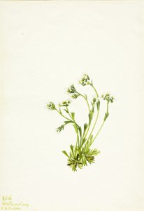 Saxifrage (Saxifraga caespitosa) av Mary Vaux Walcott