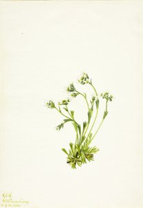 Saxifrage Saxifraga caespitosa, 1924. av Mary Vaux Walcott