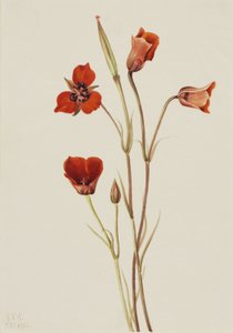 Scharlakansröd mariposa (Calochortus kennedyi) av Mary Vaux Walcott