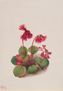 Schizocodon soldanelloides av Mary Vaux Walcott