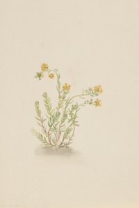 Stenopetal växt, ca. 1917-1918. av Mary Vaux Walcott