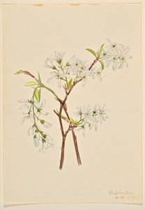 Shadbuske (Amelianchier oblongifolia) av Mary Vaux Walcott