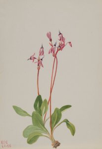 Stjärnskott (Dodecatheon hendersonii) av Mary Vaux Walcott