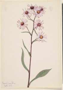 Praktaster (Aster conspicuus) av Mary Vaux Walcott