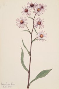 Sköna Aster Sköna Aster, 1917. av Mary Vaux Walcott