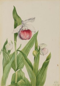 Vitsippa (Cypripedium reginae) av Mary Vaux Walcott