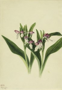 praktorkidé (Orchis spectabilis) av Mary Vaux Walcott