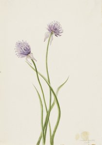 Sibirisk lök Allium sibericum, 1903. av Mary Vaux Walcott