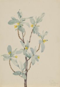 Silverbär (Elaeagnus commutata) av Mary Vaux Walcott