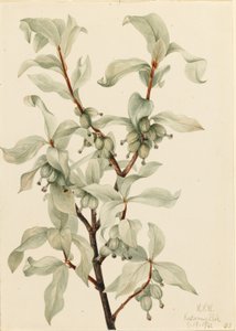 Silverbär (Elaeagnus commutata) av Mary Vaux Walcott