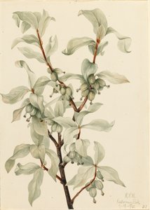 Silverbär Elaeagnus commutata, 1922. av Mary Vaux Walcott