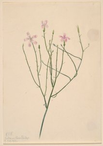 Skelettblomma (Lygodesmia juncea) av Mary Vaux Walcott