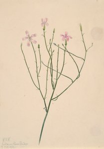 Skelettblomma Lygodesmia juncea, 1923. av Mary Vaux Walcott