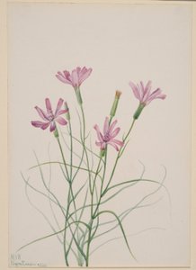 Skelettgräs (Lygodesmia grandiflora) av Mary Vaux Walcott