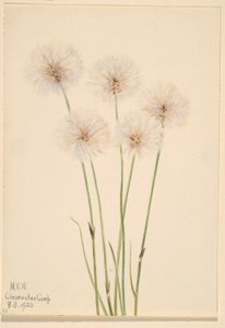 Smal bomullsgräs (Eriophorum chamissonis) av Mary Vaux Walcott