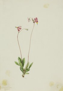 Smal skogsstjärna (Dodecatheon pauciflorum) av Mary Vaux Walcott