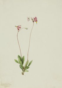 Slank stjärnskott Dodecatheon pauciflorum, 1909. av Mary Vaux Walcott