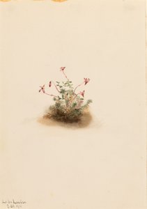 Små tranbär (Oxycoccus palustris) av Mary Vaux Walcott
