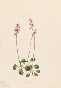 Liten pyrola (Pyrola minor) av Mary Vaux Walcott