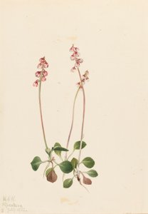 Liten Pyrola Pyrola minor, 1922. av Mary Vaux Walcott