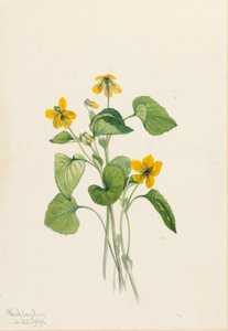 Slät gul viol (Viola eriocarpa) av Mary Vaux Walcott