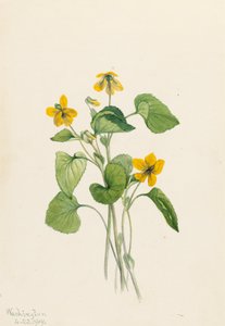 Slät gul violett Viola eriocarpa, 1919. av Mary Vaux Walcott