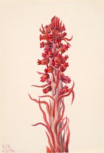 Snow Plant Sarcodes sanguinea, 1930. av Mary Vaux Walcott