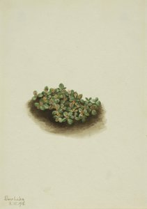 Snösilja (Salix nivalis) av Mary Vaux Walcott