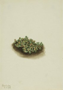 Snow Willow Salix nivalis, 1918. av Mary Vaux Walcott