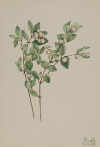 Snöbär (Symphoricarpos albus) av Mary Vaux Walcott