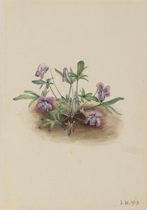 Sydkustens viol (Viola septemloba) av Mary Vaux Walcott