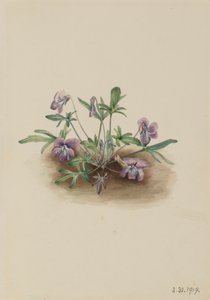 Southern Coast Violet Viola septemloba, 1919. av Mary Vaux Walcott