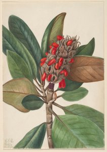 Sydlig magnolia (Magnolia grandiflora) av Mary Vaux Walcott