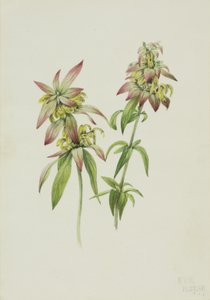 Spotted Bee Balm Monarda punctata, 1919. av Mary Vaux Walcott