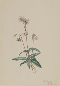 Fläckig pipsissewa (Chimaphila maculata) av Mary Vaux Walcott