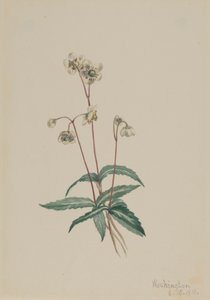 Fläckig Pipsissewa Chimaphila maculata, 1918. av Mary Vaux Walcott