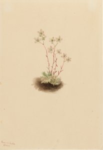 Fläckig saxifrage (Saxifraga bronchialis) av Mary Vaux Walcott