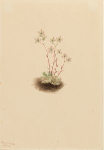 Fläckig saxifrage Saxifraga bronchialis, 1903. av Mary Vaux Walcott