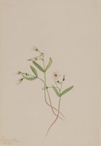 Vårskönhet Claytonia lanceolata, 1916. av Mary Vaux Walcott
