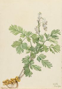Ekorre Majs Ekorre canadensis, av Mary Vaux Walcott