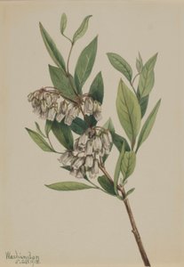 Staggerbuske (Pieris mariana) av Mary Vaux Walcott