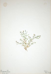 Stelleria leata av Mary Vaux Walcott