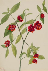 Jordgubbsbuske - "Hjärtan fyllda av kärlek" (Euonymus Americanus) av Mary Vaux Walcott